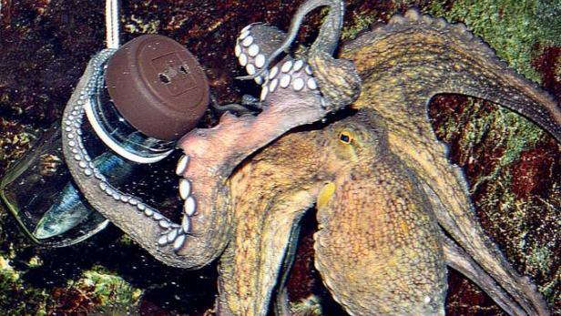 Ein Oktopus klettert an einem Glas mit braunem Deckel.