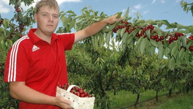 Michael Habeler, Obstbauer aus Wiesen, ärgert sich über falsch deklariertes Obst
