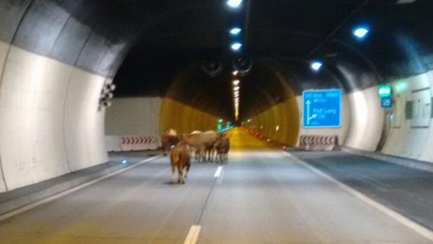Rund zwei Dutzend entlaufene Kühe und Kälber auf der Tauernautobahn