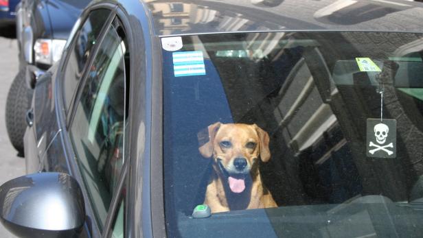 Hunden droht im Auto ein Hitzschlag (gestelltes Foto).