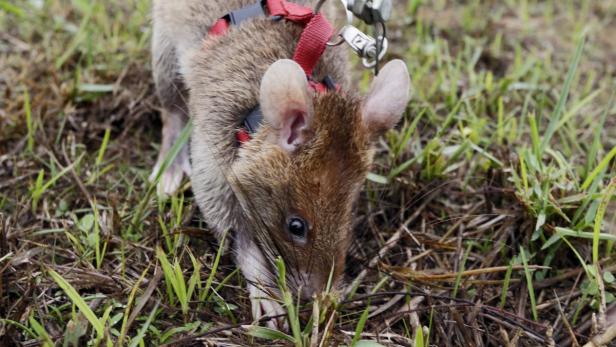 Eine Ratte mit einem roten Geschirr auf einer Wiese sucht nach Futter.