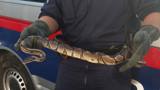 Ein Polizist hält eine Königspython in seinen behandschuhten Händen.