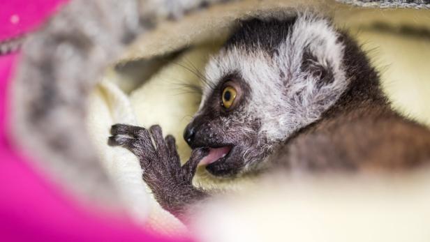 Katta-Baby (Lemur catta) «Heather»
