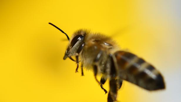 In China sind Bienen bereits durch menschliche Bestäuber ersetzt worden