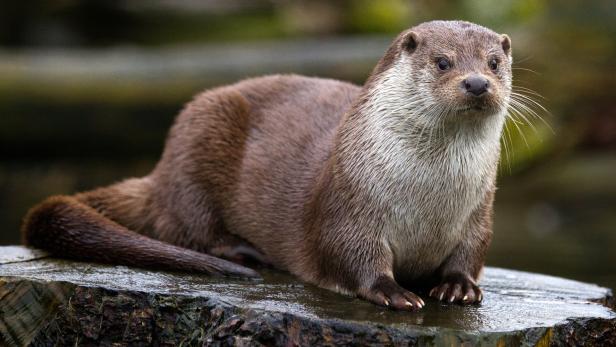 Der Otter hält Ausschau nach Beute. In Kärnten soll es 600 Individuen geben