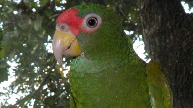 Neue Papageien-Art entdeckt