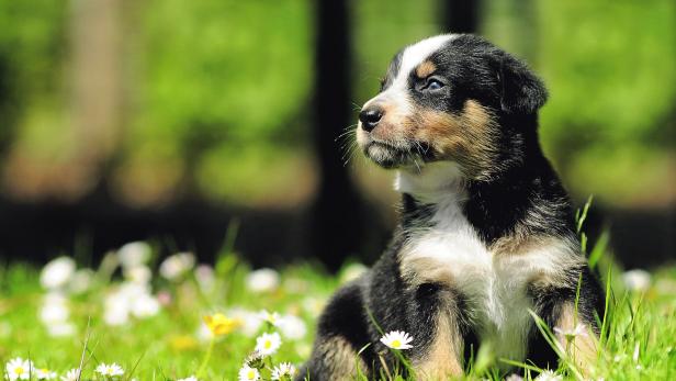 Den Frühling erschnüffeln