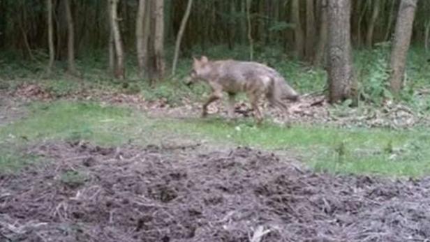 Wolf in Baumgarten im Burgenland gesichtet.