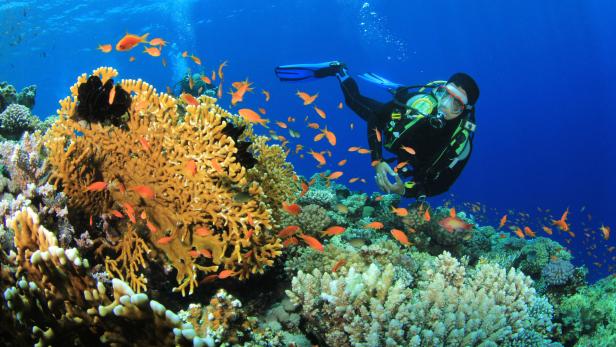 Korallen sind auf die Photosynthese von Algen angewiesen.