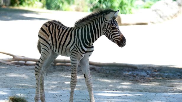 Zebrafohlen