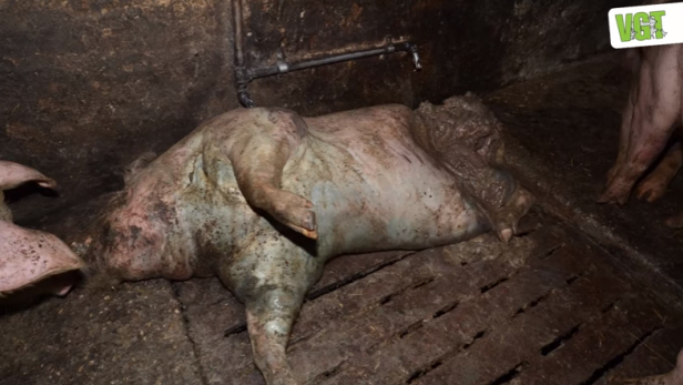 Video: Vorwürfe gegen Kärntner Schweinzüchter