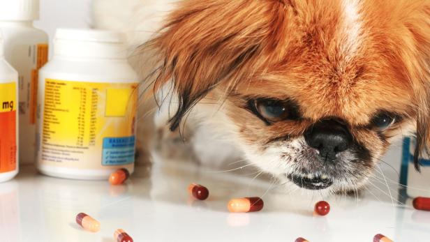 Paracetamol macht Hunde schwer krank.
