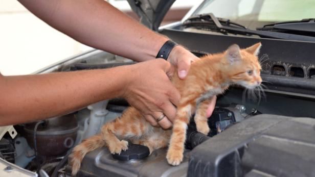 Eine Katze im Motorraum eines Pkw.