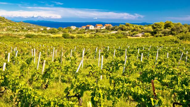 Weinstöcke auf der Insel Vis: Weinbau in Kroatien hat eine lange Tradition.