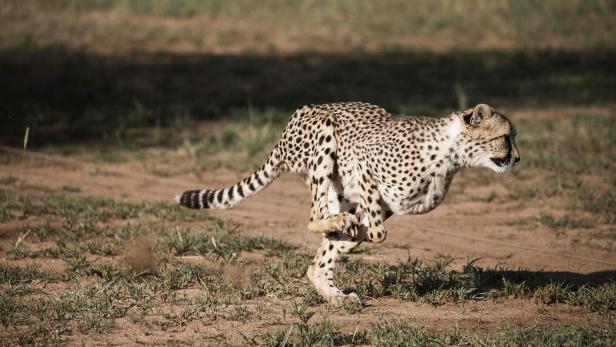 Der Gepard läuft am schnellsten – auch wenn ihm andere Tiere an Größe überlegen sind
