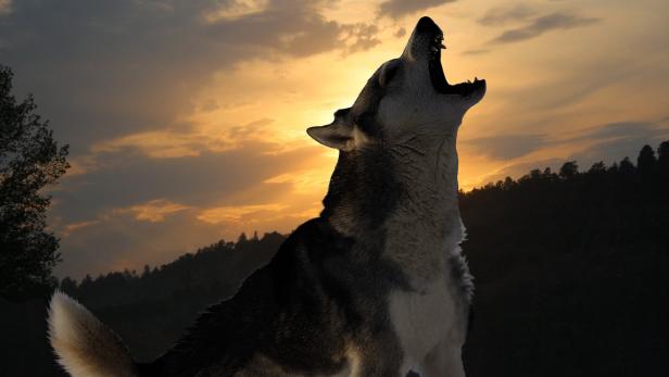 Die Domestizierung von Wölfen hat sich über Jahrhunderte gezogen.