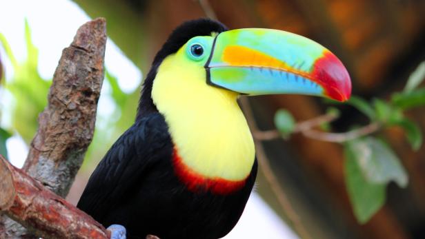 Ein farbenprächtiger Tukan sitzt auf einem Ast.