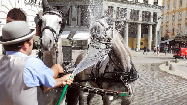 Ein Mann spritzt 2 Pferde mit Wasser ab