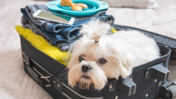 Wer mit dem eigenen Hund verreisen will, stößt dabei oft auf Hindernisse. Spezielle Angebote sollen den Urlaub mit Haustier leichter machen