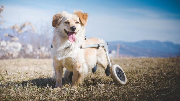 Haustiere mit Handicap: Ein erfülltes Leben trotz Behinderung