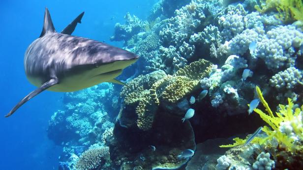 Haie spielen eine wichtige Rolle im Ökosystem Korallenriff