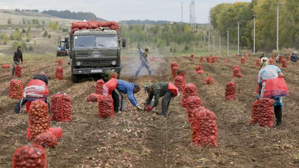 Erdäpfel klauben in Krasnojarsk: Russland hat auf Eigenversorgung umgeschwenkt