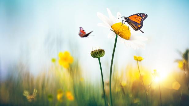Tipps für das eigene Schmetterling-Paradies