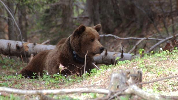 Ein Braunbär liegt im Wald zwischen grünen Pflanzen und kleinen, weißen Blüten.