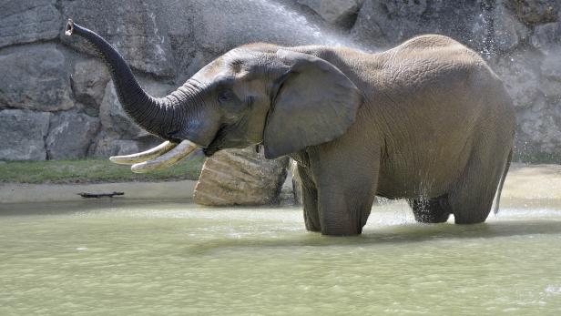 Neues Badebecken für die Elefanten im Tiergarten Schönbrunn