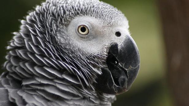 Von Papagei gebissen: Kunde von Zoogeschäft bekommt 4.100 Euro