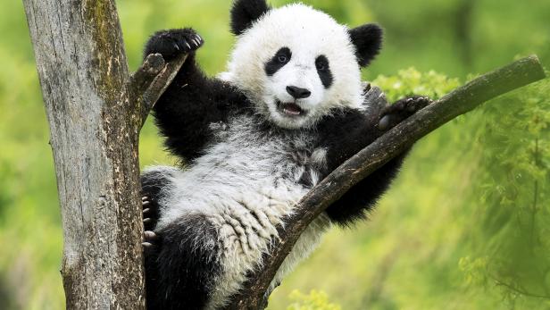 Geburtstagsparty für die Panda-Zwillinge im Tiergarten Schönbrunn