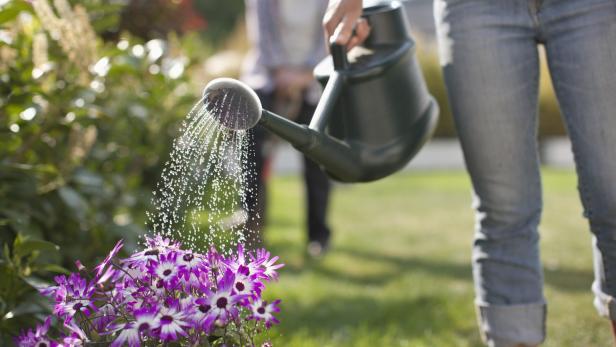 Pflanzen brauchen bei Hitze viel Wasser - aber wie gießt man richtig?