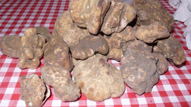 Ein Schatz, der Trüffelfreunden das Wasser im Mund zusammenlaufen lässt.