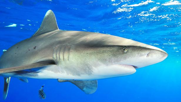 Haiangriffe im Roten Meer vor der Küste Ägyptens sind eher selten.