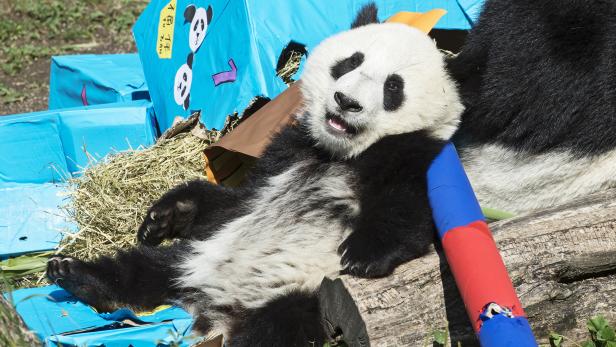 Schönbrunner Panda-Zwillinge feierten Geburtstag