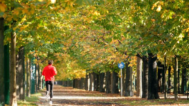 Eine Frau joggt in roter Jacke durch eine Allee im Herbst.