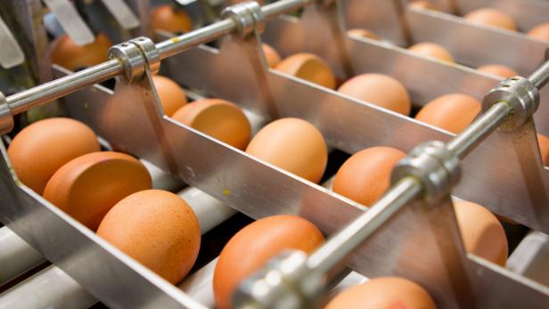 60 Prozent der Eier gehen in die Gastonomie.