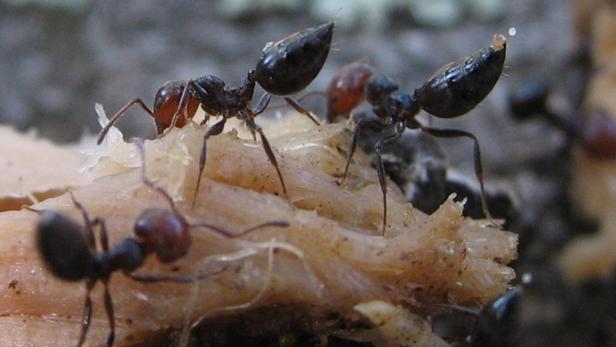 Wachsige Schicht überzieht den Körper der Ameisen.