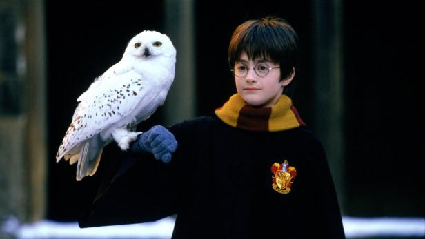 Daniel Radcliffe als Harry Potter mit seiner Eule Hedwig.
