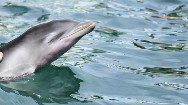Delfin in einem Aquarium in Spanien (Symbolbild)