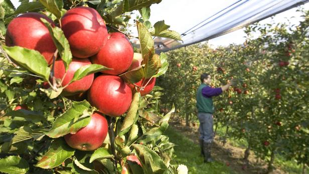 EU-Apfelernte fällt heuer geringer aus