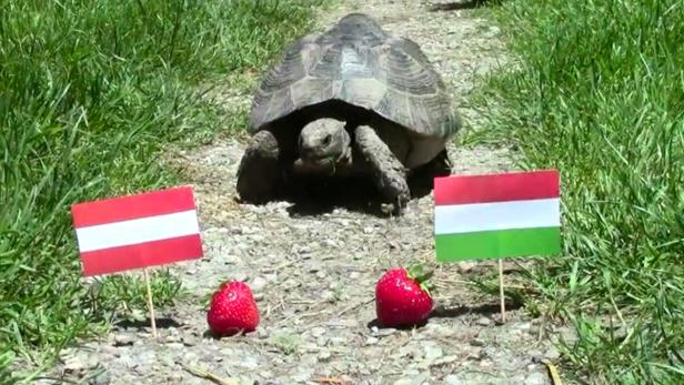 Eine Schildkröte dient bei dieser EM als Orakel.