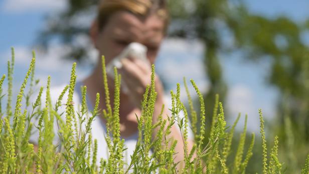 Ragweed: Die ersten Pollen sind in der Luft – und in der Nase.