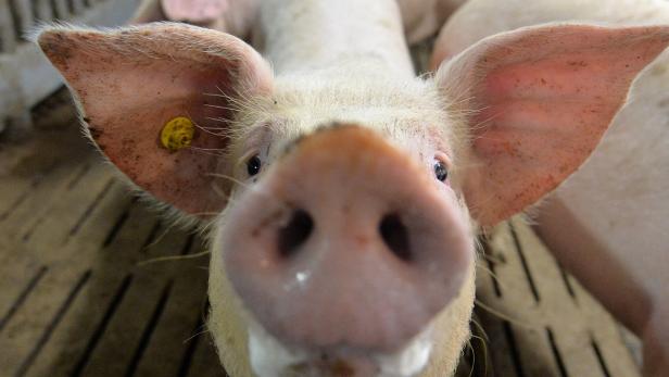 Mit dem Preisverfall nach dem Russland-Embargo sank auch die Zahl der Schweine