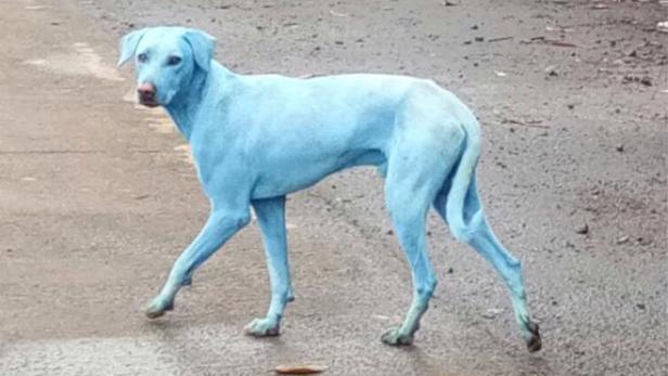 Umweltverschmutzung färbt Mumbais Hunde blau