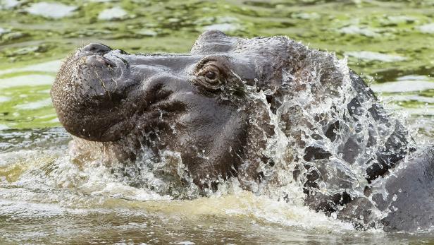 Ein neues Planschbecken für die Flusspferde im Tiergarten Schönbrunn