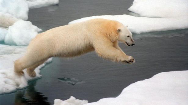 Eisbär in der Arktis (Symbolbild)