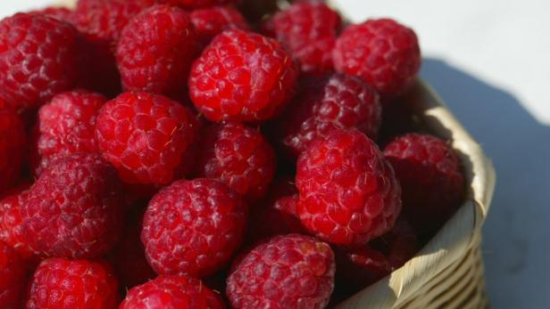 Hier kann man Himbeeren selber pflücken