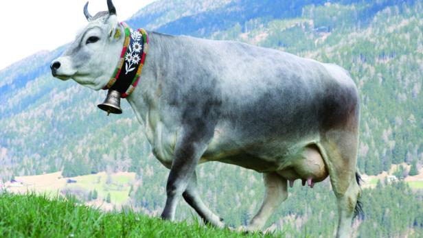 Das Graurind - Bestand 3.819 Kühe - zählt zu den älstesten Rindertypen des österreichischen Zentralalpenraums. Seine genetischen Wurzeln reichen mindestens bis in die Eisenzeit zurück. Von wegen dumme Kuh.