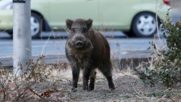 In Städten werden Wildschweine rasch zum Problem (Symbolbild)